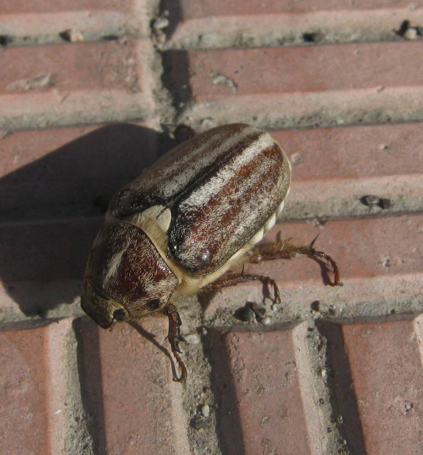 Anoxia matutinalis ?